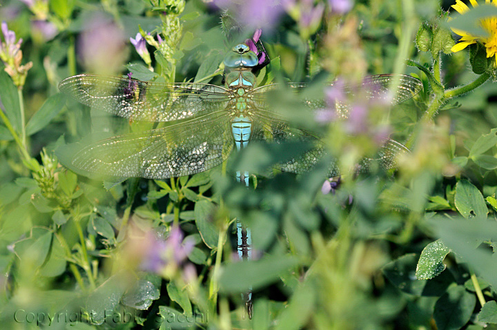 Quiz facile facile - Anax imperator (maschio)